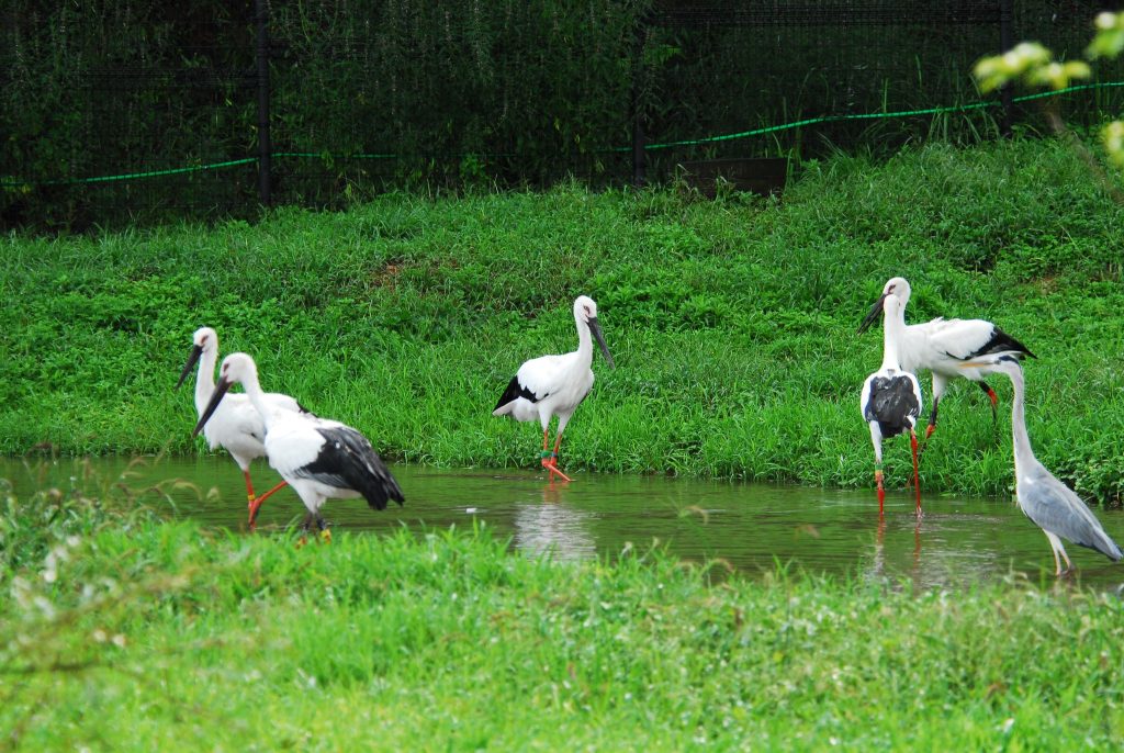 兵庫県立コウノトリの郷公苑